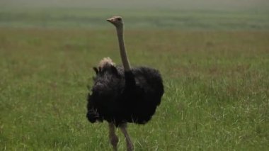 African ostrich is walking around in African savannah nodding his long neck..