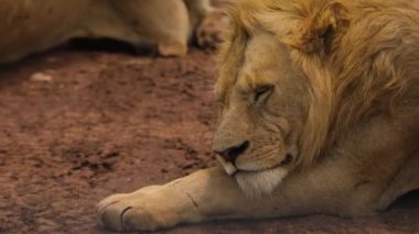 Close up footage of majestic African lion muzzle face, laying animal king..