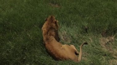 African lion is laying softly on the green grass as on the soft carpet..
