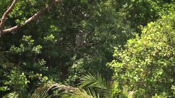 African Monkey Sitting Green Branches Huge Tree — Video Stock
