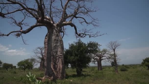 Adansonia Digitata Small African Baobab Tree Forest Savannah — Stok video