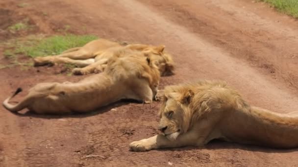 African Lions Pride Laying Softly Clay Road Savannah — 图库视频影像