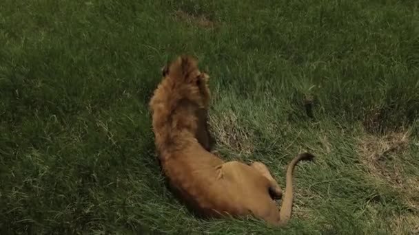 African Lion Laying Softly Green Grass Soft Carpet — Video Stock
