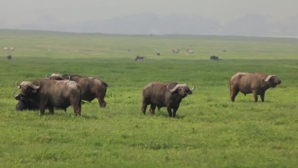 Group Wild African Buffalo Bulls Pluck Green Grass Savannah — Video Stock