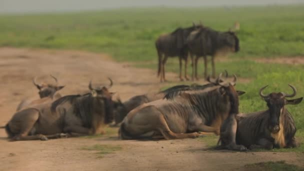 Group Blue Wildebeest Also Called Brindled Gnu Some Lay Some — Stockvideo