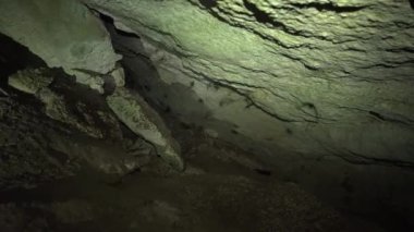 Many bats are flying around in the cave, lit by flashlight, night cave with bats..