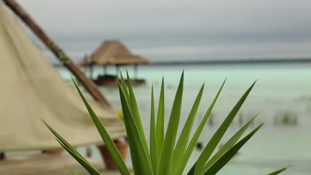 Caribbean Landscape Close Blurred Palm Plant Tree Ocean Resort Background — Vídeo de Stock
