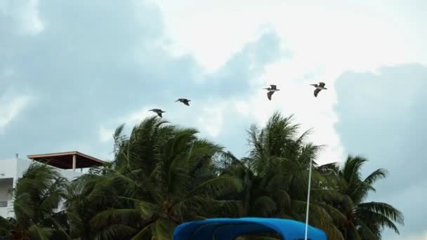 Flock Four Big Black White Birds Fly Windy Palms Caribbean — Stockvideo