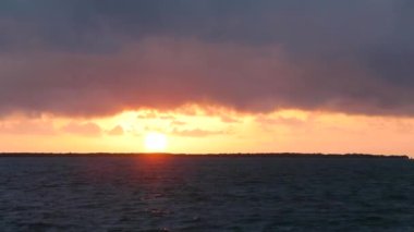 Flock of four big black and white birds fly over windy palms in Caribbean beach..