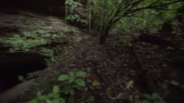 Group of many bats flying in forest jungle, dark green bushes and fallen trees..