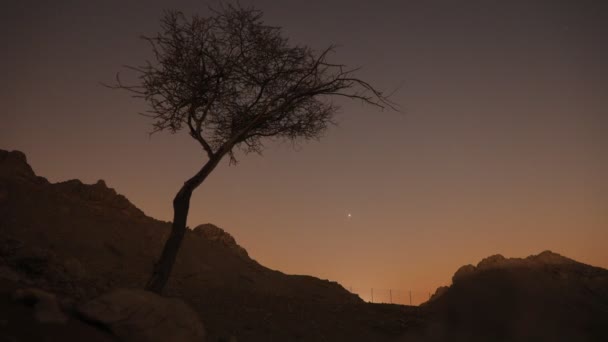 Time Lapse Bended Crooked Tree Silhouette Desert While Sun Comes — Stock video