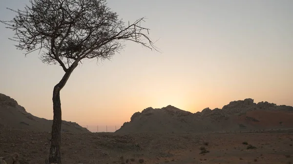 Bended crooked tree silhouette in deserted in sunrise, sun coming up background..