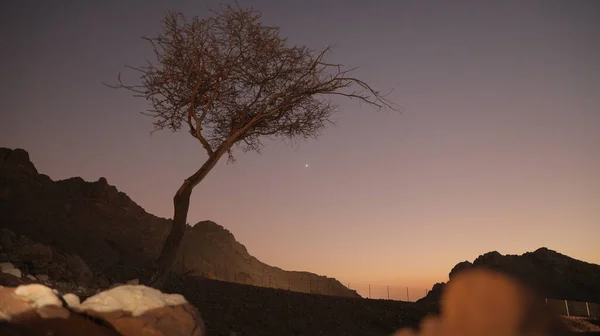 Bended crooked tree silhouette in desert in crimson colored early sunrise ..