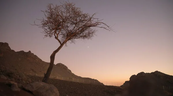 Изогнутый Кривой Силуэт Дерева Пустынных Скалах Малиновом Рассвете Стоковое Фото