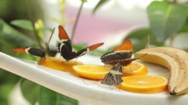 Three black and red butterflies sitting on orange slices, butterflies drinking..