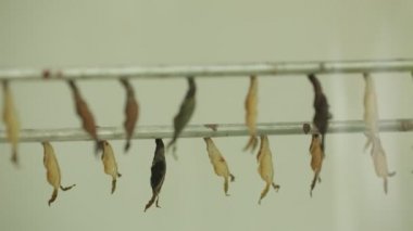 Butterfly cocoon hanging in two row on in museum, butterflies before birth...