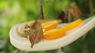Kallima inachus dead leaf butterfly sits on orange slices wings shaped like leaf, butterflies wings are shaped like a leaf...
