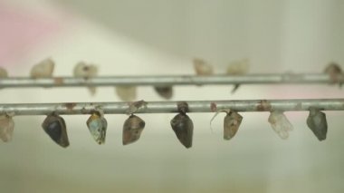 Butterfly cocoon hanging in two rows, butterflies before birth...