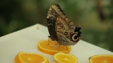 Caligo eurilochus brasiliensis Owl Butterfly slowly sitting on orange slices ...