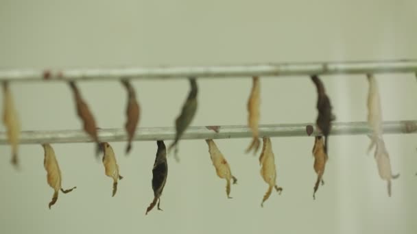 Butterfly Cocoon Hanging Two Row Museum Butterflies Birth — Stockvideo