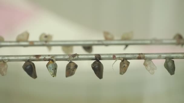 Butterfly Cocoon Hanging Two Rows Butterflies Birth — Stock Video