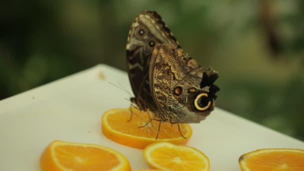Caligo Eurilochus Brasiliensis Owl Butterfly Slowly Sitting Orange Slices — Stockvideo