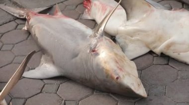 Three dead sharks laying on pavement being caught. High quality FullHD footage