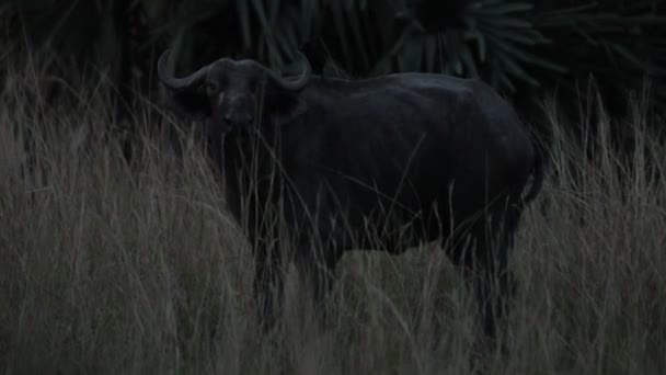 Slow Motion African Water Buffalo Bird His Back Nighttime Prairie — ストック動画