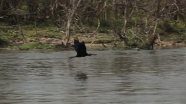 Black bird, purple heron flying in slow motion over the water of river Nile ..