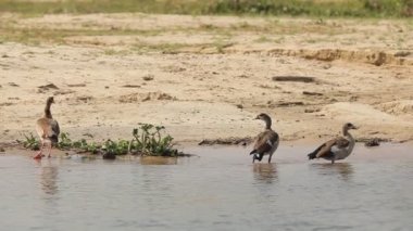 African wild ducks stand in the water of river Nile, 3 ducks looking at camera..