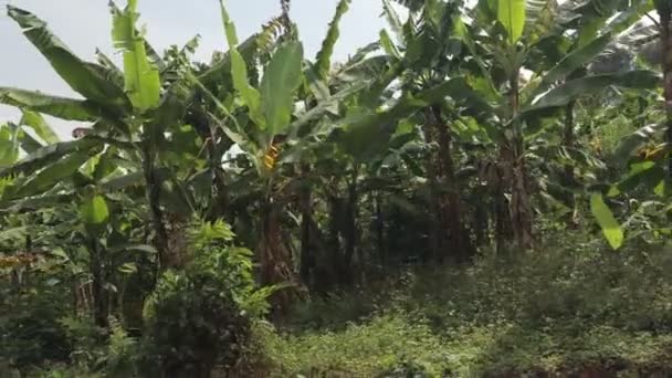 Palmeras Plantación Vista Lateral Muchas Palmeras Aldea Africana Uganda Imágenes — Vídeo de stock