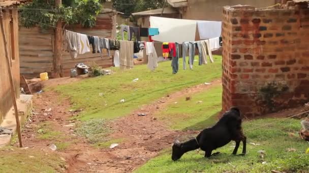 Cabra Local Come Hierba Rodillas Los Barrios Pobres Uganda Pobreza — Vídeos de Stock