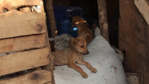 Two Small Cur Puppies Resting Lay Stable Two Hen Return — Stock Video