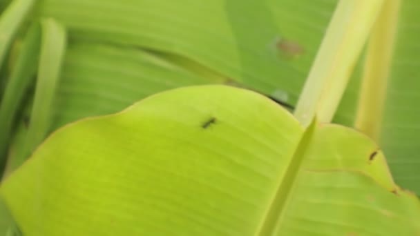 Κοντινό Πλάνο Μικρά Μυρμήγκια Κινούνται Γύρω Από Φύλλα Μπανάνας Έντομα — Αρχείο Βίντεο