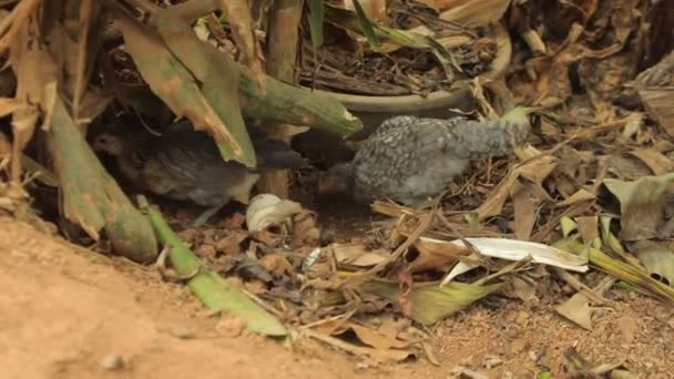 乌干达贫民窟的家养鸡寻找食物 非洲母鸡寻找温暖 — 图库视频影像