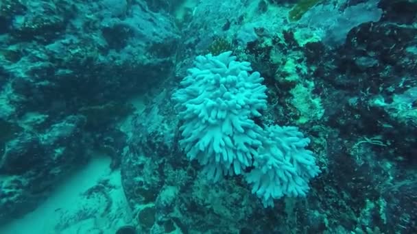 天皇Angelfishや他のサンゴ礁魚やサンゴ 水中スキューバダイビングのPov — ストック動画