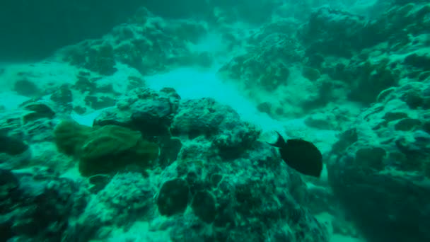 Point Vue Plongée Sous Marine Poissons Récifs Multicolores Coraux — Video