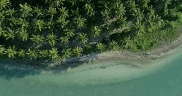 Drone Împușcat Frumoasă Linie Exotică Ocean Apă Transparentă Nisip Palme — Videoclip de stoc
