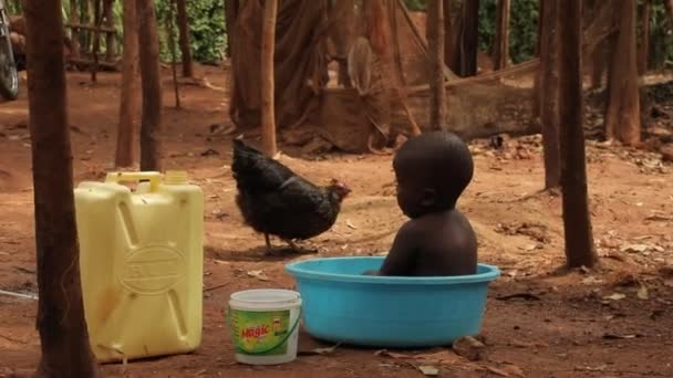 Маленький Африканский Черный Ребенок Сидит Синей Пластиковой Миске Цыпленок Идет — стоковое видео