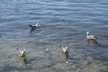 Deniz kıyısında yüzen beyaz martılar