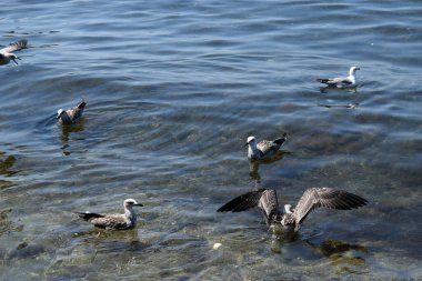 Deniz kıyısında yüzen beyaz martılar