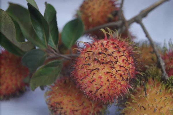 Rambutan fruit, a tropical fruit with a slightly hairy skin texture and a slightly yellow red color