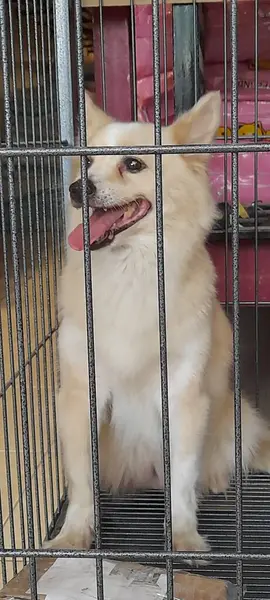 Perro Pom Pom Marrón Claro Coloca Una Jaula Metal Grande —  Fotos de Stock