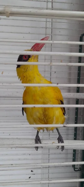 Ein Gelber Vogel Der Einen Eisernen Käfig Gelegt Wird Verraten — Stockfoto