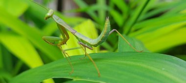 Uzun yeşil bir yaprağa tünemiş küçük yeşil bir çekirge.