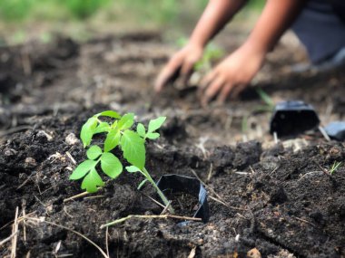 Tarım arazisine domates tohumu ekme etkinliği