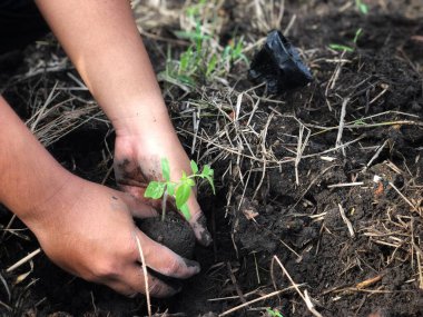 Tarım arazisine domates tohumu ekme etkinliği