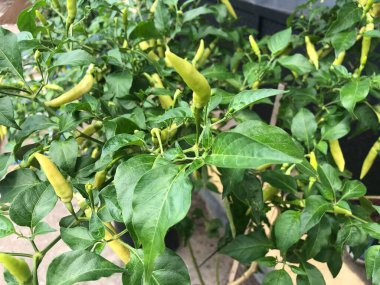 Meyveli baharatlı biber.