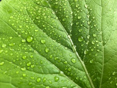 Taze yeşil hardal yaprağı soyut arkaplan