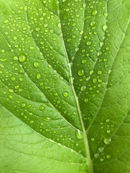 Folha Mostarda Verde Fresca Fundo Abstrato — Fotografia de Stock